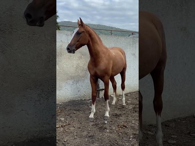 #horse 89033300009 WhatsApp ИДЕАЛЬНО НЕЧЕГО ДОБАВИТЬ 