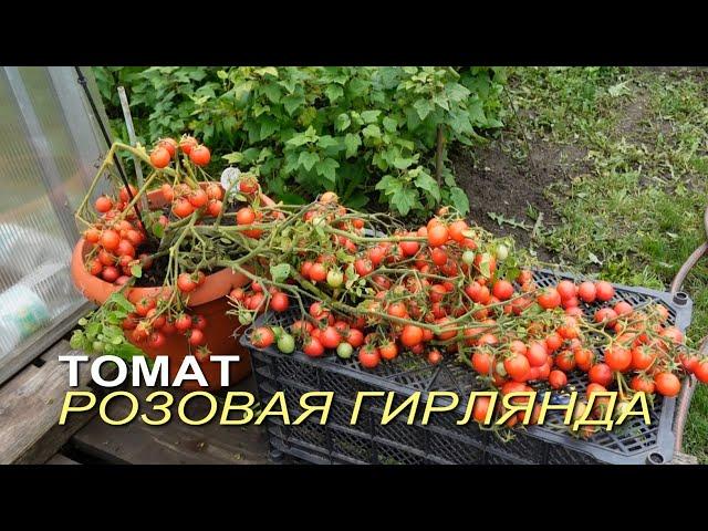 Томат РОЗОВАЯ ГИРЛЯНДА. Обзор сортов ТОМАТОВ!