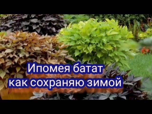 Ипомея батат . Зимуем без проблем.