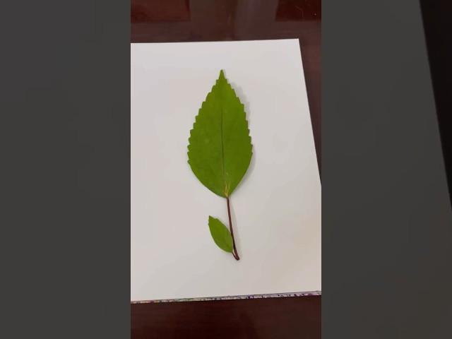 #beautiful leaf art#leaf painting#shorts