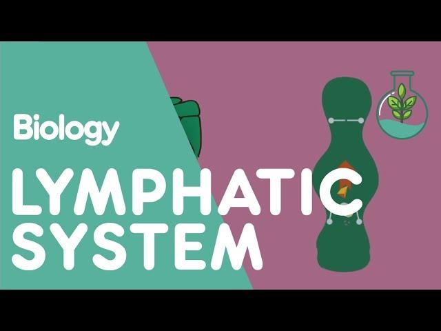 The Lymphatic System | Physiology | Biology | FuseSchool