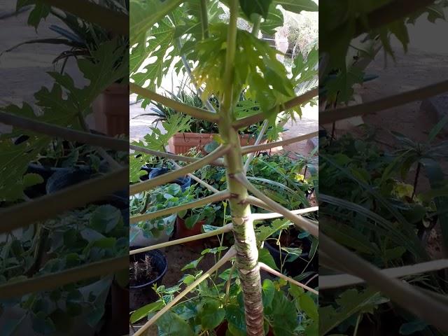 PAPAYA SA PASO#viral #shortvideo #ofw