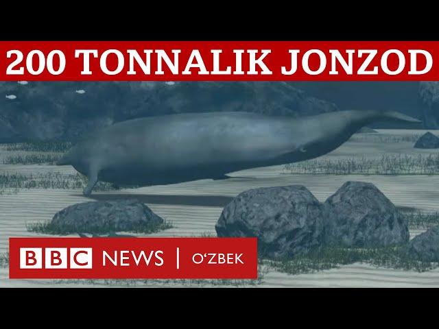 Оғирлиги 200 тонналик сув махлуқи аниқланди - у нима? BBC News O'zbek Dunyo Yangiliklar