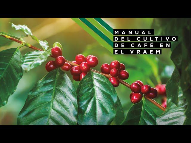 Manual del cultivo de café en el VRAEM (video)