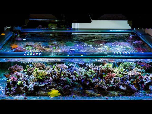 A 140g Reef Tank Update