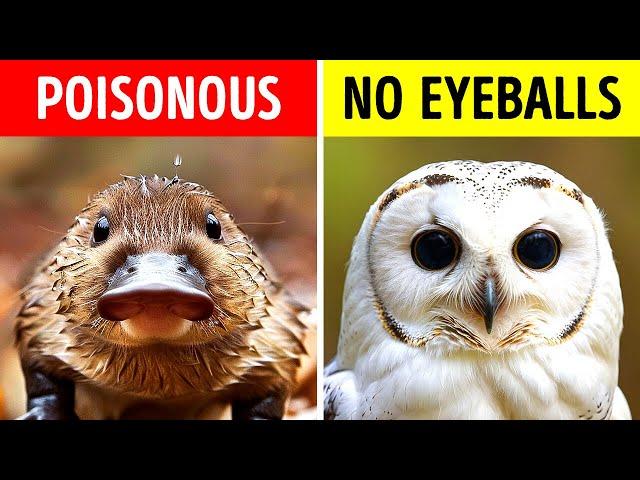 The Wildest Animal Facts You've Never Heard Of