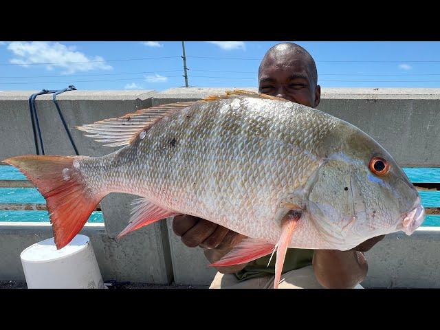 MULTIPLE Mutton Snapper on SHRIMP! (FL Keys Bridge Fishing)