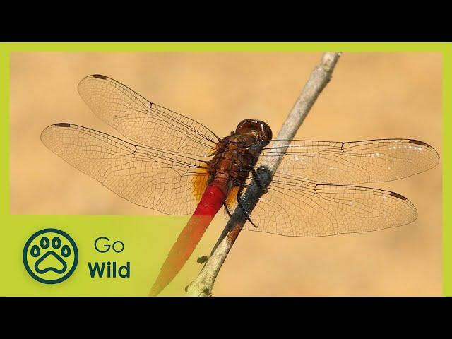 Sky Hunters, The World of the Dragonfly - Go Wild