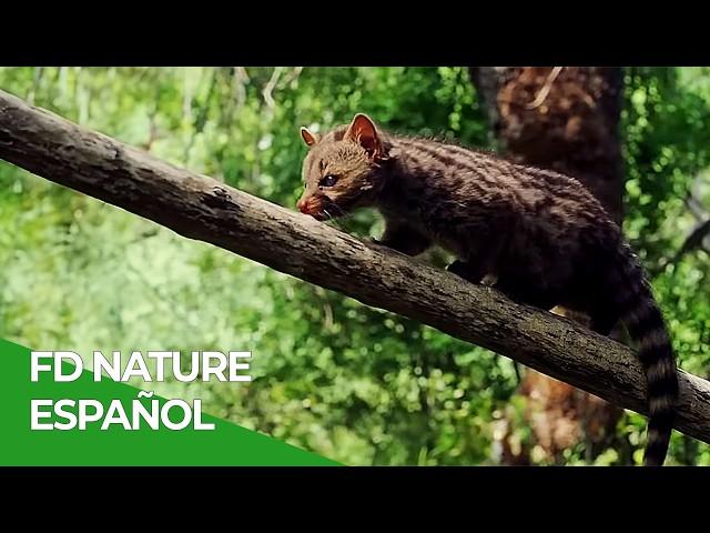 Las Flipantes Aventuras de una Jineta | Free Documentary Nature - Español