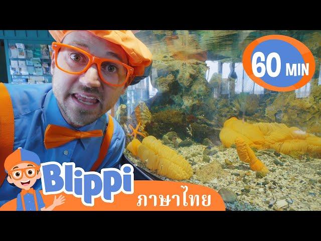 Blippi ไทย | รู้จักสัตว์ใต้น้ำไปกับบลิพปี้ | วิดีโอการเรียนรู้สำหรับเด็ก