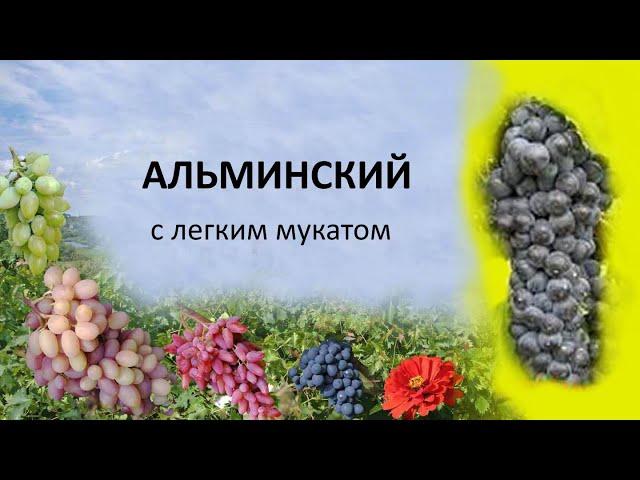 @Виноград Альминский. Винный виноград, мускат