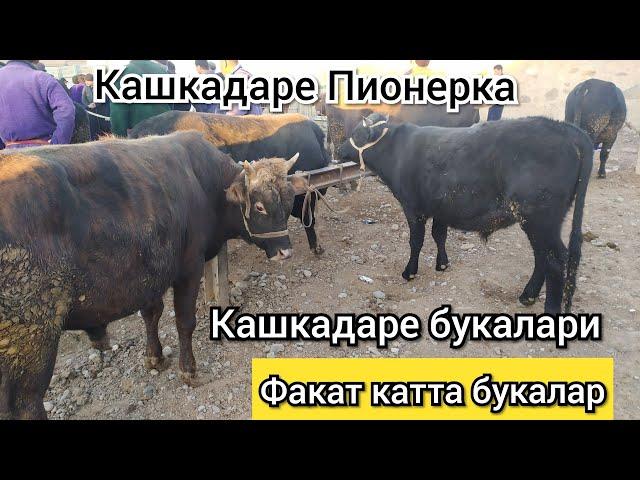 Кашкадаре Пионерка Катта букалар ...