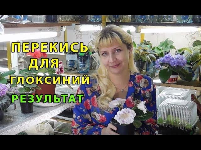 ПЕРЕКИСЬ ДЛЯ ГЛОКСИНИЙ !!! РЕЗУЛЬТАТ ИСПОЛЬЗОВАНИЯ How to grow gloxinia from a tuber