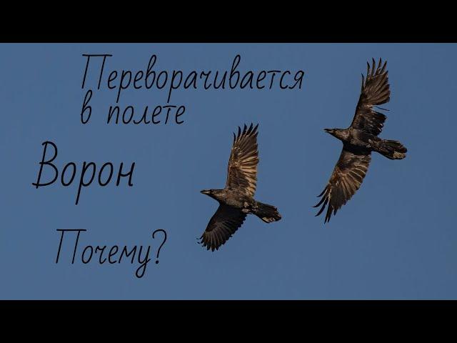 Как ВОРОН переворачивается в полете спиной к земле. Почему? Версия.