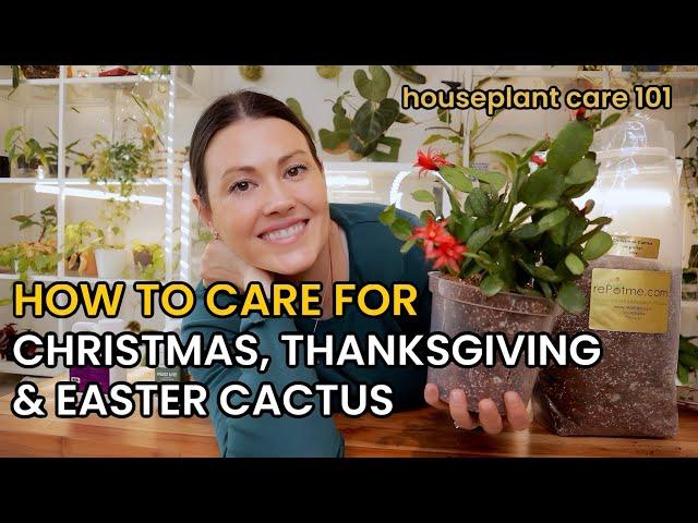 How To Care For Christmas Cactus, Thanksgiving Cactus & Easter Cactus - Houseplant Care 101