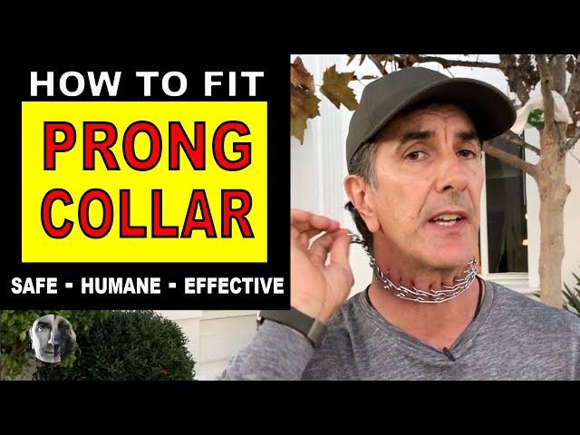 How To Fit a PRONG COLLAR on your DOG - Sizing Fit and Use - Robert Cabral - Dog Training Video