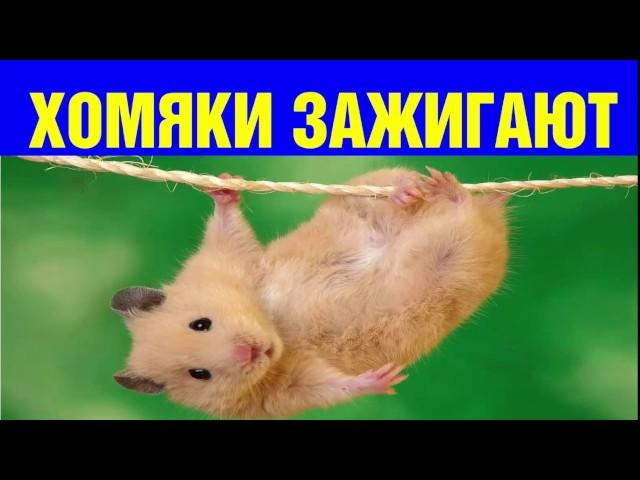 СМЕШНЫЕ ХОМЯКИ ТОП-ВИДЕО!  Приколы с Хомяками! Забавные хомяки подборка!