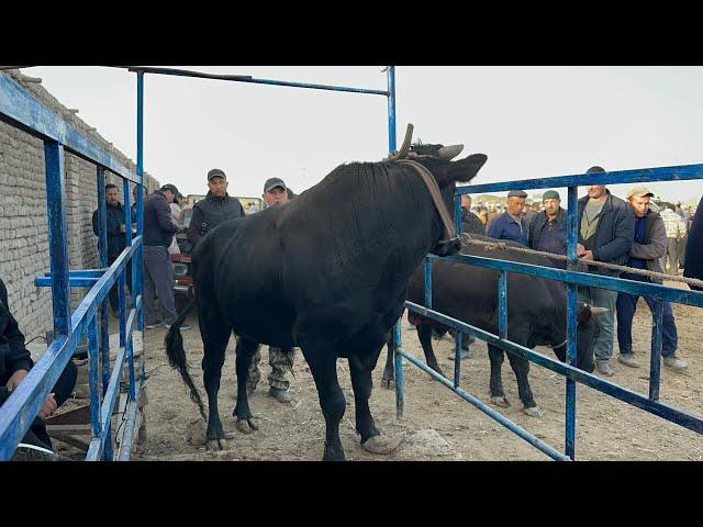 ШОВОТ ПИР МОЛ БОЗОРИ КАТТА ХЎКИЗЛАР НАРХЛАРИ 2-октября 2024 г.