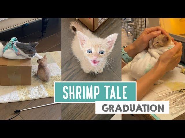 Shrimp Tale – Graduation