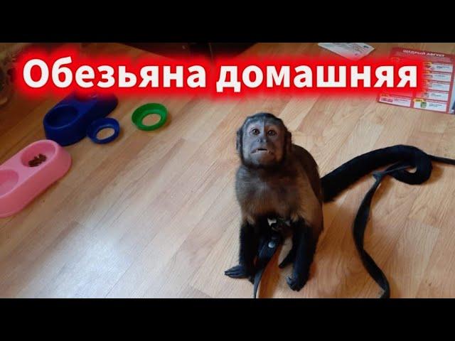 Домашняя обезьяна ,не все знают как она себя ведет дома!