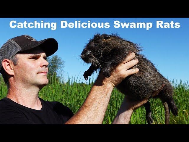 Nutria - Catching Delicious Swamp Rats. Mousetrap Monday