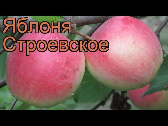 Яблоня средний Строевское (malus stroevskoe)  обзор: как сажать, саженцы яблони Строевское