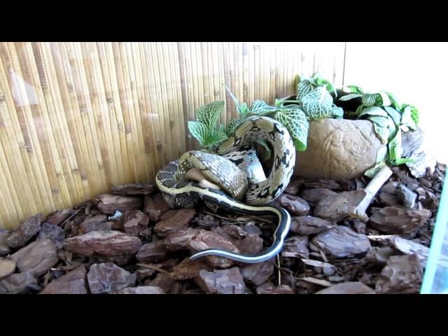 My beauty ratsnake (Elaphe taeniura) eats a gerbille