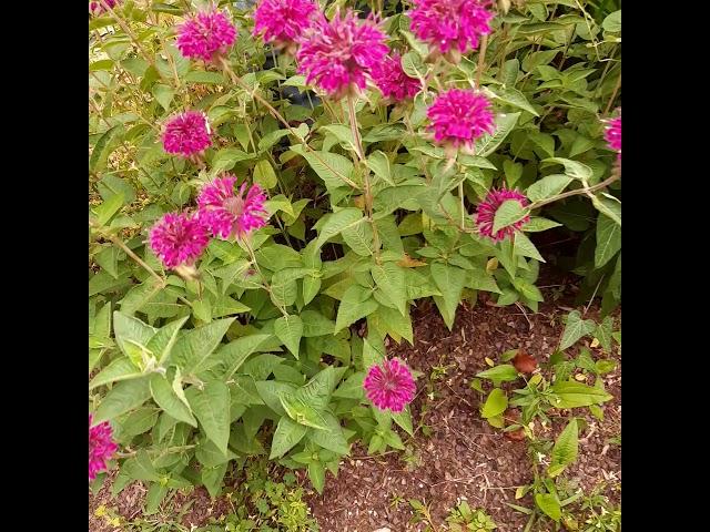 Beebalm- Monarda