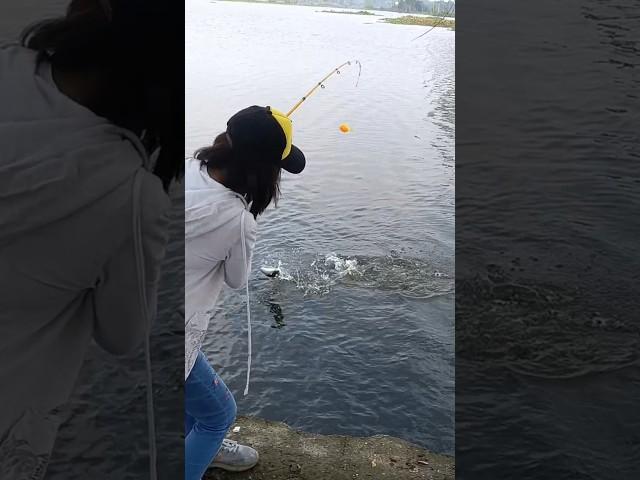 Milkfish hunt #shorts #fishing #fishhunt #shortvideo #shortsfeed #fyp