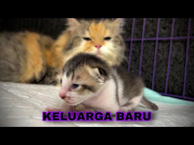 INDUK KUCING PUNYA ANAK BARU SEBELUM MELAHIRKAN