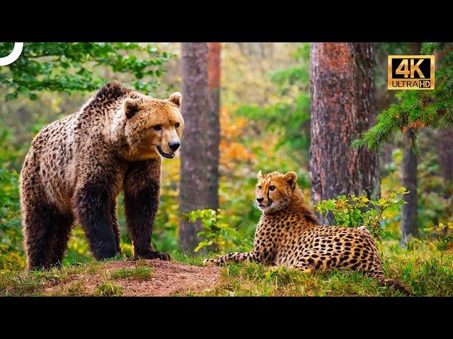 Vahşi Yaşam 1. Bölüm | Ayılar ve Çitalar | 4K Hayvan Belgeseli Türkçe Dublaj