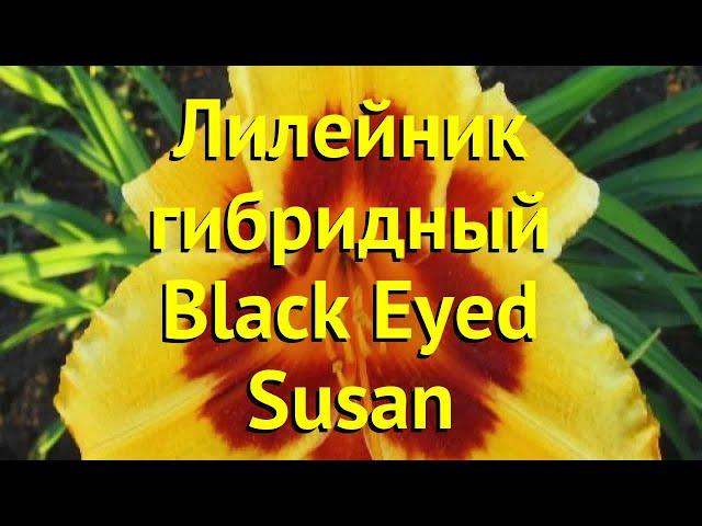 Лилейник гибридный Блэк Айд Сюзан. Краткий обзор, описание hemerocallis Black Eyed Susan