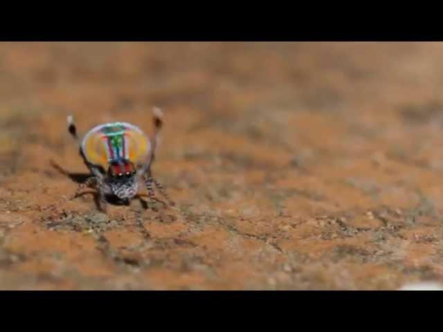 Peacock Spider - Maratus volans