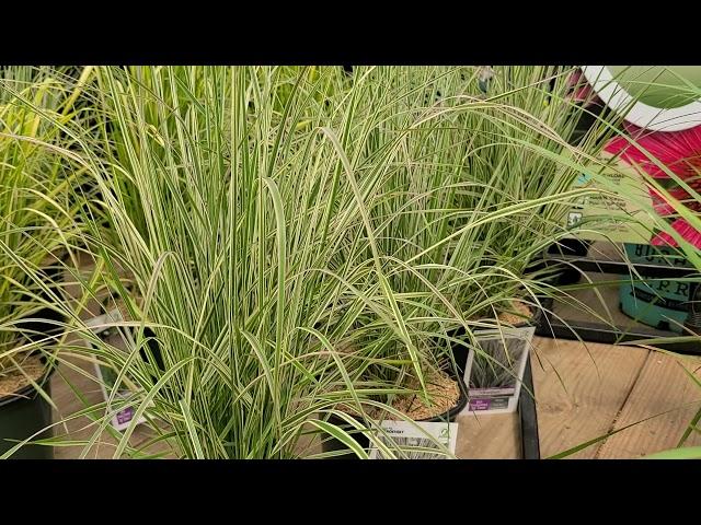 Calamagrostis 'Overdam'  (Reed Grass) // Beautiful, upright, EASY to GROW, long season grass