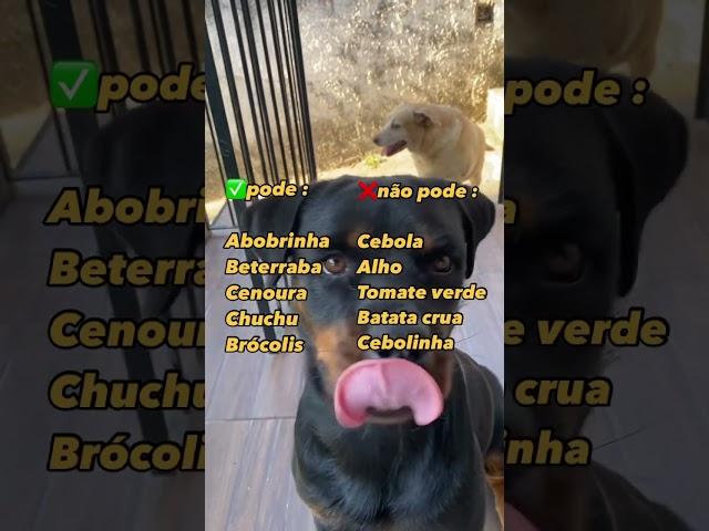 Qual verdura que seu cão gosta ? #pets #dog #cachorro #cat #rottweiler #cachorrosdivertidos
