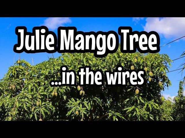 'Julie' Mango Tree in the Wires!