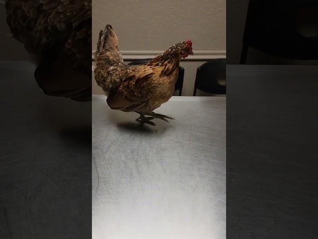 tiny chicken at vet