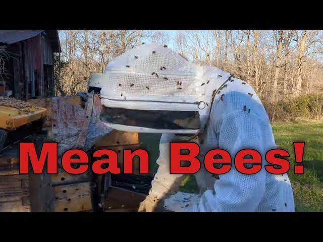 Meanest bees I have had in YEARS!