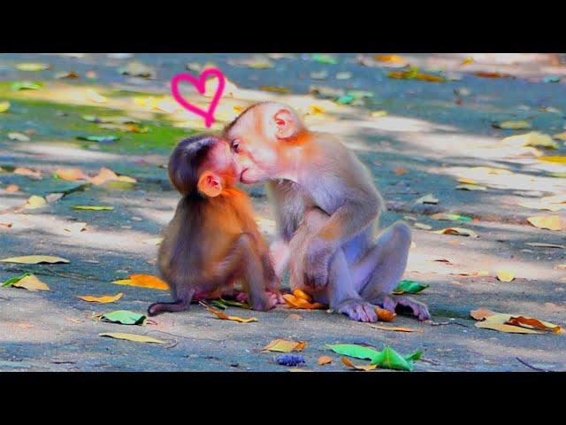 Wow so sweetie...young monkey kisses baby monkey SARIKI look so cool.