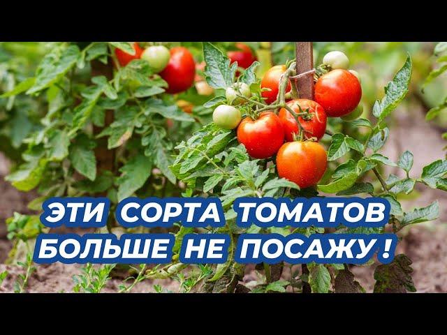 ЭТИ ТОМАТЫ БОЛЬШЕ НЕ БУДУ САЖАТЬ! Какие семена сорта томатов сильно разочаровали