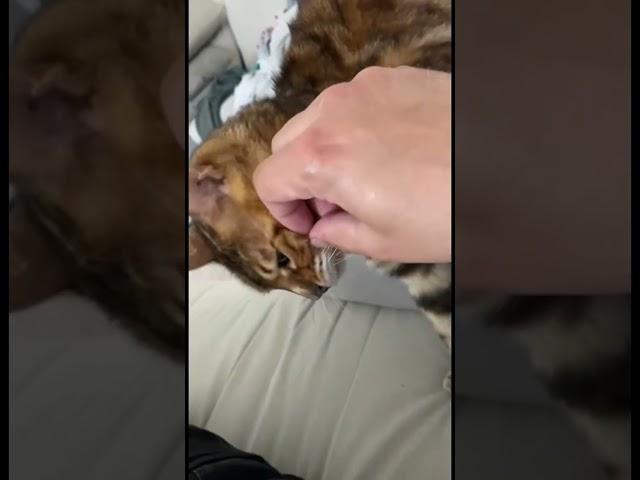 Леопард  #music #семействокошачих #cat #красота #wow #кошка #домашнееживотное