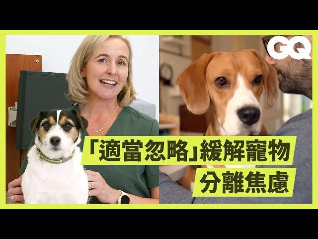 Veterinarian Explains How to Prevent Separation Anxiety｜GQ Taiwan