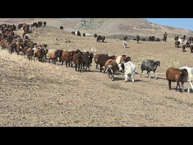 GÜNEŞİN DOĞUŞUYLA BAŞLAYAN GÜN ÖĞLE GÜNEŞİ SUSAYAN SÜRÜ AY IŞIĞI ALTINDA BİTEN GÜN.