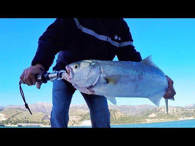 Bluefish on poppers - fishing Greece