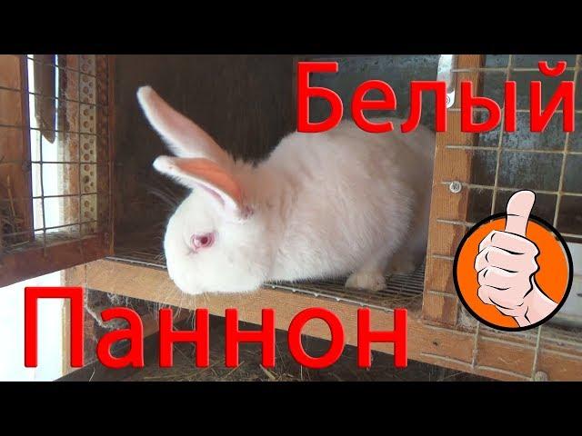 Белый паннон. Впечатления о породе. ЕвроФерма