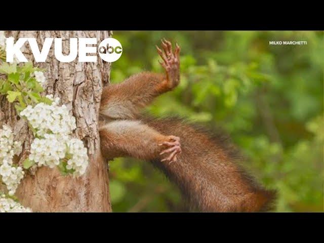 'Stuck Squirrel' photo wins 2024 Nikon Comedy Wildlife Photography Awards