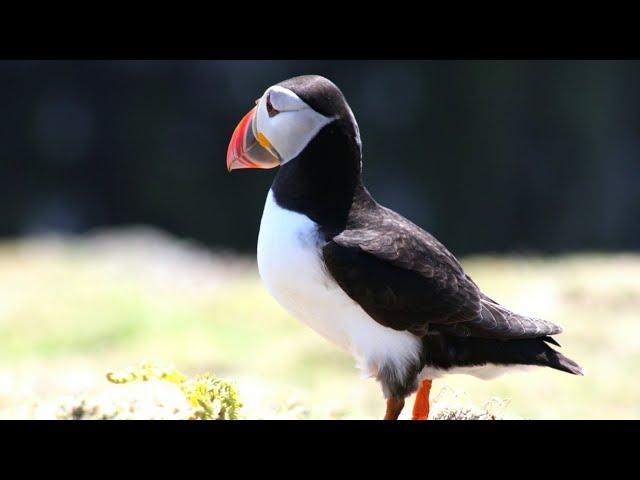 Atlantic Puffin Call Or Sound Video Ultra HD.