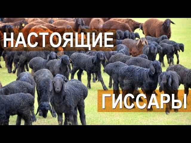 Настоящие гиссары! Гиссарские овцы племенного кооператива "Дилшод Б"