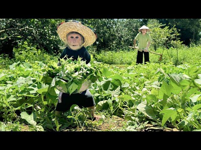 Bibi helps Mom harvest vegetables!