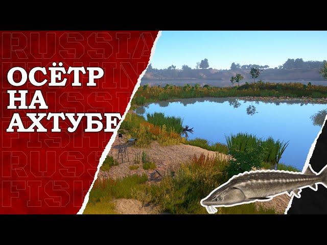 Осётр на Ахтубе! Трофейная рыбалка! Русская Рыбалка 4!